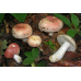 Мицелий Сыроежки пищевой / Сыроежка съедобная (Russula vesca)